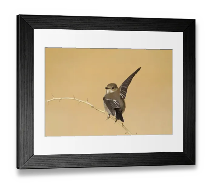 Framed Print : Pied Flycatcher (Ficedula hypoleuca) adult female, autumn migrant, with raised wing, perched on twig, Northern Spain, september Framed Print : Pied Flycatcher (Ficedula hypoleuca) adult female, autumn migrant, with raised wing, perched on twig, Northern Spain, september