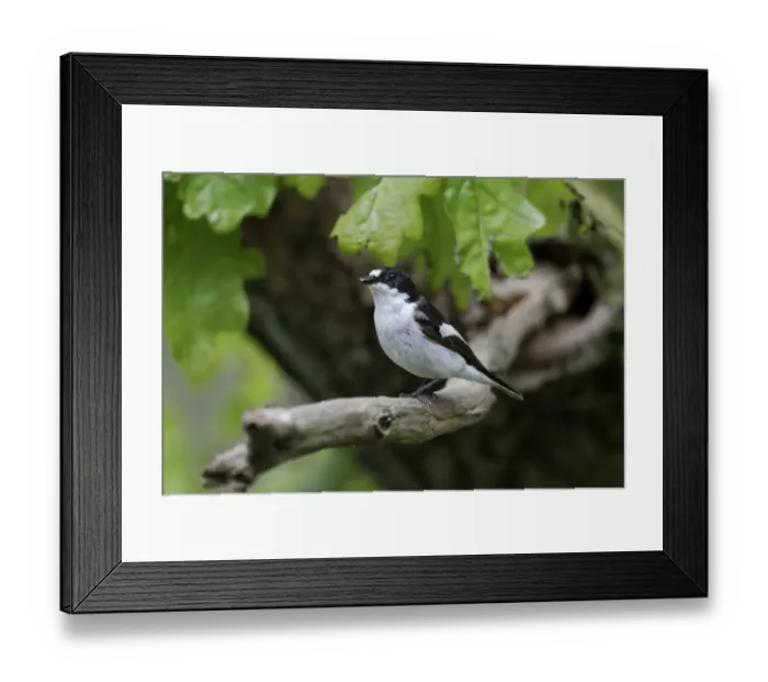 Framed Print : Pied Flycatcher (Ficedula hypoleuca) adult male, perched on branch in oak woodland, Wales, may Framed Print : Pied Flycatcher (Ficedula hypoleuca) adult male, perched on branch in oak woodland, Wales, may