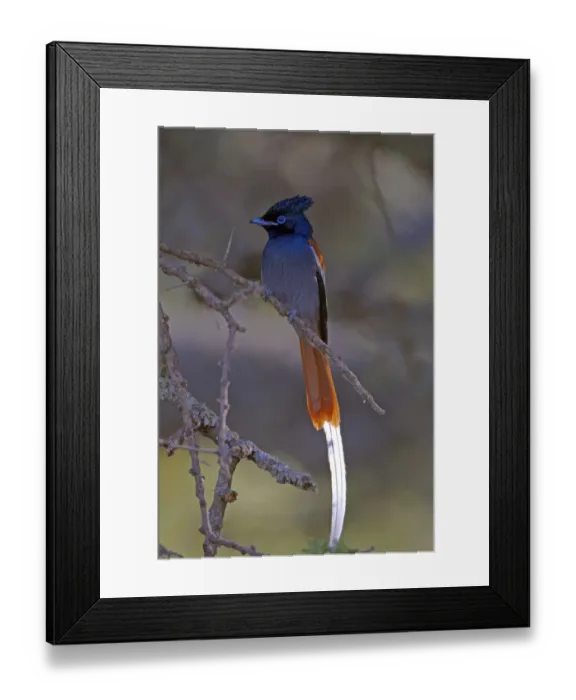 Framed Print : African Paradise-flycatcher (Terpsiphone viridis ferreti) Ethiopian subspecies, adult male, perched on twig, Lake Debre Zeik, Ethiopia Framed Print : African Paradise-flycatcher (Terpsiphone viridis ferreti) Ethiopian subspecies, adult male, perched on twig, Lake Debre Zeik, Ethiopia