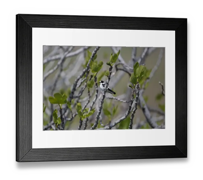 Framed Print : Collared Flycatcher (Ficedula albicollis) adult male, summer plumage, perched on branch in Common Fig (Ficus carica) tree, Lesvos, Greece, april Framed Print : Collared Flycatcher (Ficedula albicollis) adult male, summer plumage, perched on branch in Common Fig (Ficus carica) tree, Lesvos, Greece, april
