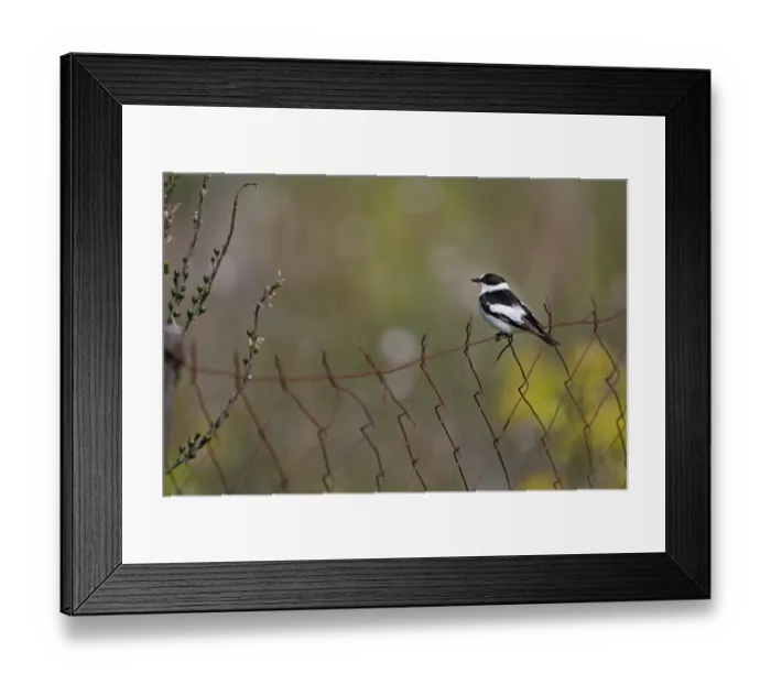 Framed Print : Collared Flycatcher (Ficedula albicollis) adult male, summer plumage, perched on rusty wire fence, Lesvos, Greece, april Framed Print : Collared Flycatcher (Ficedula albicollis) adult male, summer plumage, perched on rusty wire fence, Lesvos, Greece, april