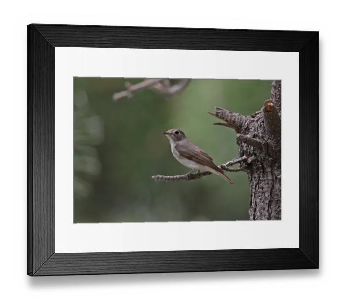 Framed Print : Asian Brown Flycatcher (Muscicapa dauurica) adult, perched on twig, Hebei, China, may Framed Print : Asian Brown Flycatcher (Muscicapa dauurica) adult, perched on twig, Hebei, China, may