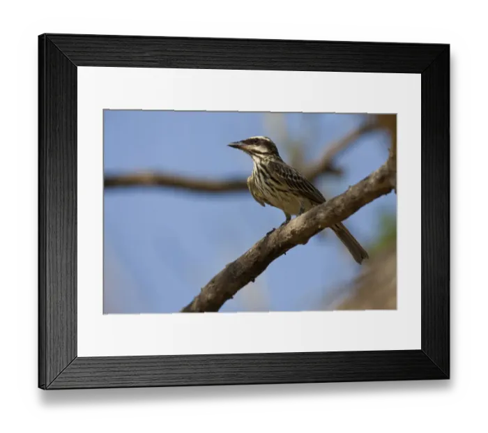 Framed Print : Streaked Flycatcher (Myiodynastes maculatus) adult, perched on branch, Pantanal, Mato Grosso, Brazil Framed Print : Streaked Flycatcher (Myiodynastes maculatus) adult, perched on branch, Pantanal, Mato Grosso, Brazil