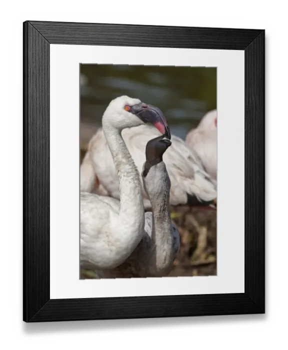 Framed Print : Lesser Flamingo (Phoenicopterus minor) adult feeding young, close-up of heads and necks (captive) Framed Print : Lesser Flamingo (Phoenicopterus minor) adult feeding young, close-up of heads and necks (captive)