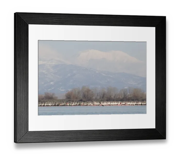 Framed Print : Greater Flamingo (Phoenicopterus roseus) flock, wintering on lake habitat, with snow covered mountains in distance, Lake Kerkini, Macedonia, Greece, january Framed Print : Greater Flamingo (Phoenicopterus roseus) flock, wintering on lake habitat, with snow covered mountains in distance, Lake Kerkini, Macedonia, Greece, january