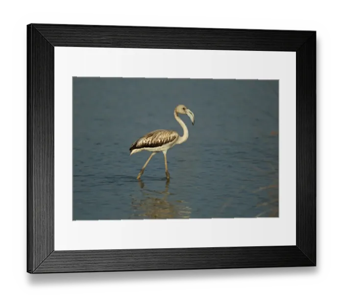 Framed Print : Greater Flamingo (Phoenicopterus roseus) immature, wading in water, Algarve, Portugal, october Framed Print : Greater Flamingo (Phoenicopterus roseus) immature, wading in water, Algarve, Portugal, october