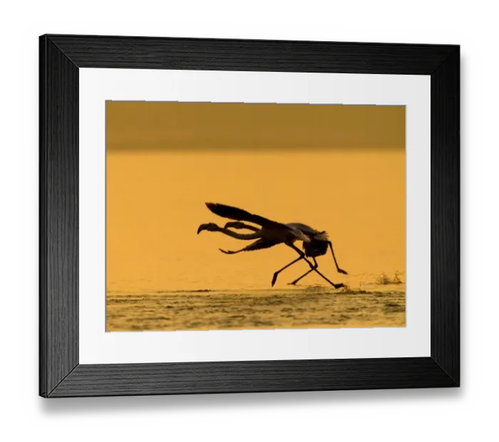 Framed Print : Greater Flamingo (Phoenicopterus roseus) two adults, taking off from water, silhouetted at sunset, Thessaloniki, Macedonia, Greece, january Framed Print : Greater Flamingo (Phoenicopterus roseus) two adults, taking off from water, silhouetted at sunset, Thessaloniki, Macedonia, Greece, january