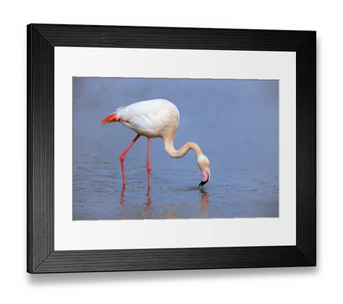 Framed Print : Greater Flamingo (Phoenicopterus roseus) adult, feeding in shallow water, Saintes Marie de la Mer, Camargue, Bouches du Rhone, France