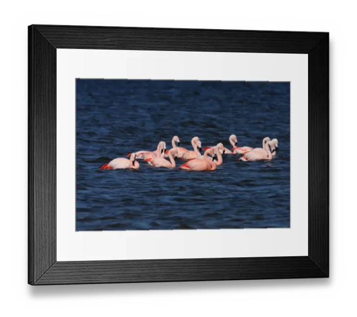 Framed Print : Chilean Flamingo (Phoenicopterus chilensis) adults, flock feeding in water, Estancia la Angostura, Santa Cruz, Argentina, november Framed Print : Chilean Flamingo (Phoenicopterus chilensis) adults, flock feeding in water, Estancia la Angostura, Santa Cruz, Argentina, november