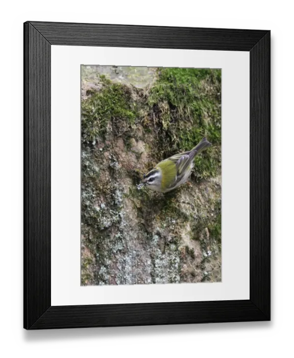 Framed Print : Firecrest (Regulus ignicapillus) adult male, collecting moss and lichen for nesting material, Northern Italy, march Framed Print : Firecrest (Regulus ignicapillus) adult male, collecting moss and lichen for nesting material, Northern Italy, march