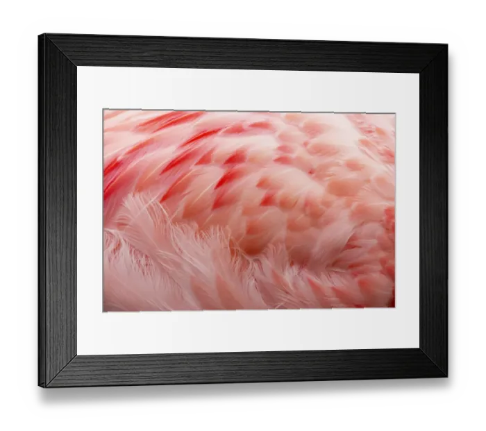 Framed Print : Andean Flamingo (Phoenicoparrus andinus) adult, close-up of feathers, Slimbridge W. W. T. (captive) Framed Print : Andean Flamingo (Phoenicoparrus andinus) adult, close-up of feathers, Slimbridge W. W. T. (captive)