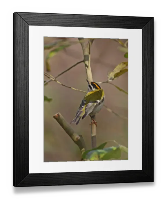 Framed Print : Firecrest (Regulus ignicapillus) adult male, looking up, perched on branch, Eccles-on-sea, Norfolk, England, october