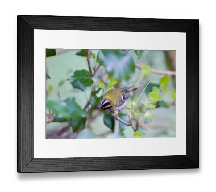 Framed Print : Firecrest (Regulus ignicapillus) adult, perched on twig, Norfolk, England, april