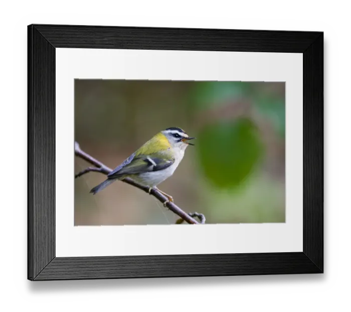 Framed Print : Firecrest (Regulus ignicapillus) adult, singing, perched on twig, Norfolk, England, april Framed Print : Firecrest (Regulus ignicapillus) adult, singing, perched on twig, Norfolk, England, april