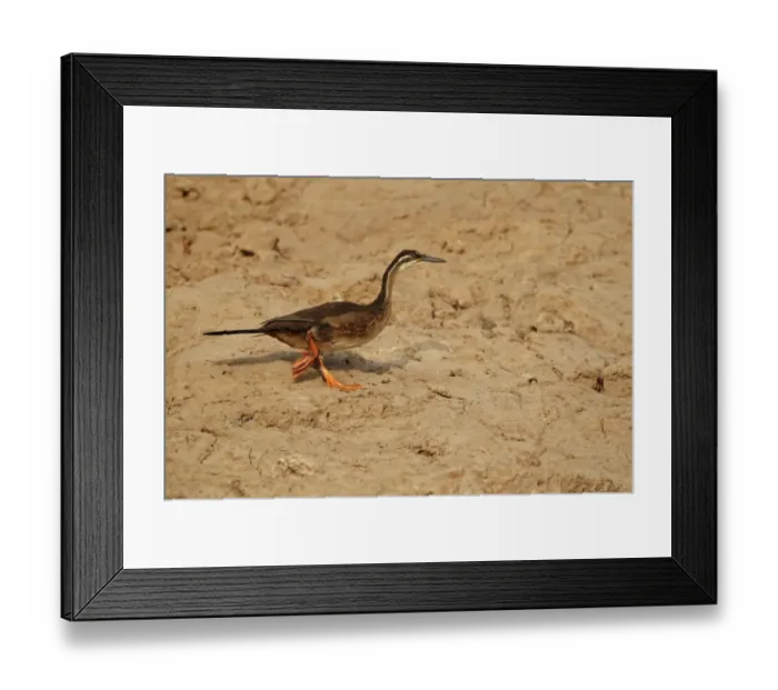 Framed Print : African Finfoot (Podica senegalensis) immature, walking on riverbank, Niokolo-Koba, Senegal, january