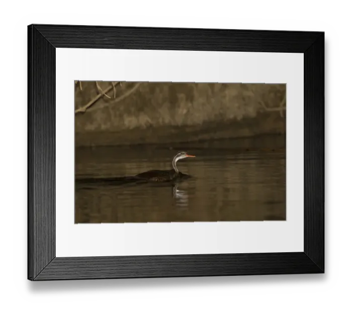 Framed Print : African Finfoot (Podica senegalensis) adult male, swimming in river, Gambia, january