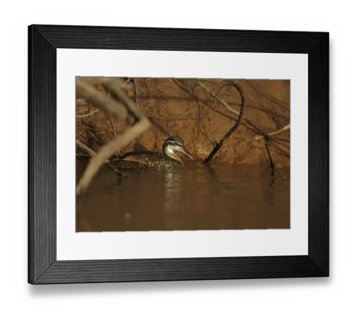 Framed Print : African Finfoot (Podica senegalensis) adult female, swimming beside riverbank, Gambia River, Niokolo-Koba, Senegal, october