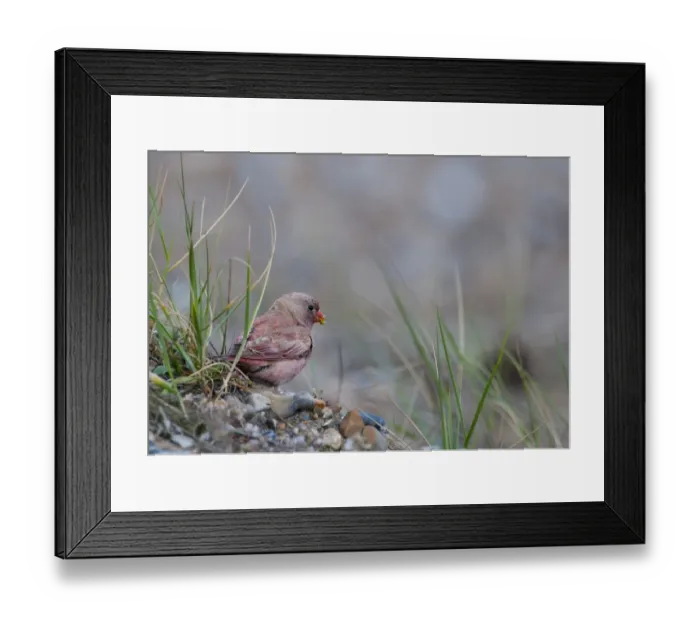 Framed Print : Trumpeter Finch (Rhodopechys githaginea) adult male, summer plumage, vagrant feeding on beach, Cley, Norfolk, England, june Framed Print : Trumpeter Finch (Rhodopechys githaginea) adult male, summer plumage, vagrant feeding on beach, Cley, Norfolk, England, june