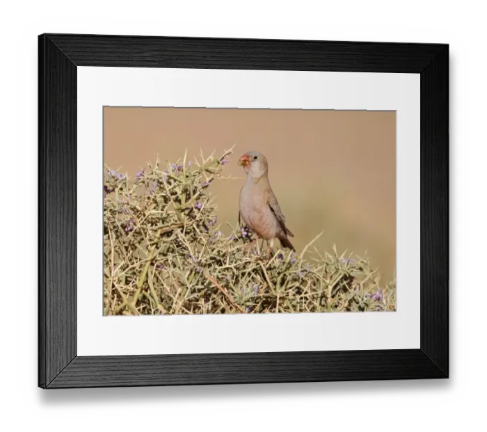Framed Print : Trumpeter Finch (Rhodopechys githaginea) adult male, feeding on thorny bush, near Erg Chebbi, Morocco, february Framed Print : Trumpeter Finch (Rhodopechys githaginea) adult male, feeding on thorny bush, near Erg Chebbi, Morocco, february
