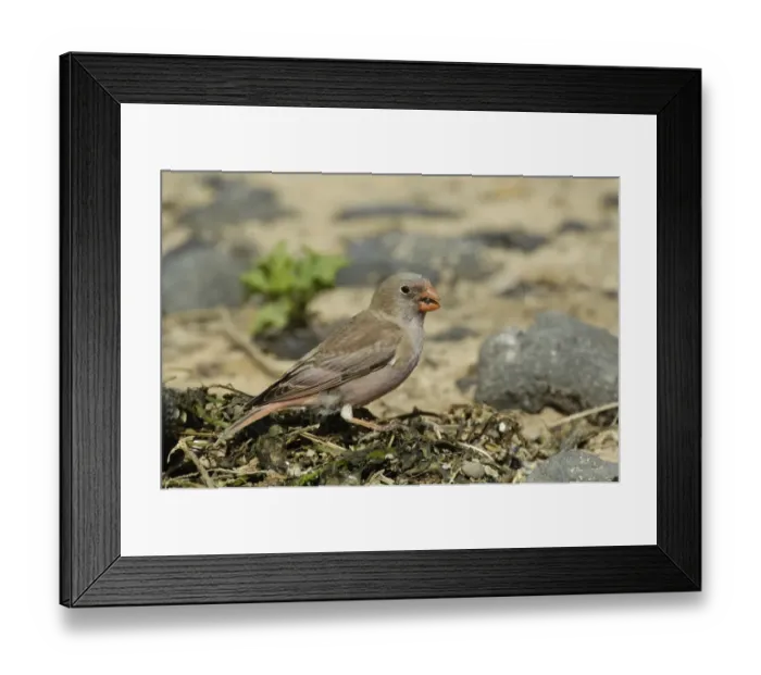 Framed Print : Trumpeter Finch (Rhodopechys githaginea amantum) adult male, feeding on beach, Fuerteventura, Canary Islands, march Framed Print : Trumpeter Finch (Rhodopechys githaginea amantum) adult male, feeding on beach, Fuerteventura, Canary Islands, march