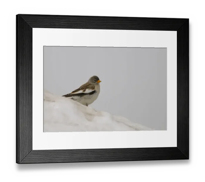 Framed Print : White-winged Snowfinch (Montifringilla nivalis) adult, winter plumage, standing on snow, Italian Alps, Italy, july