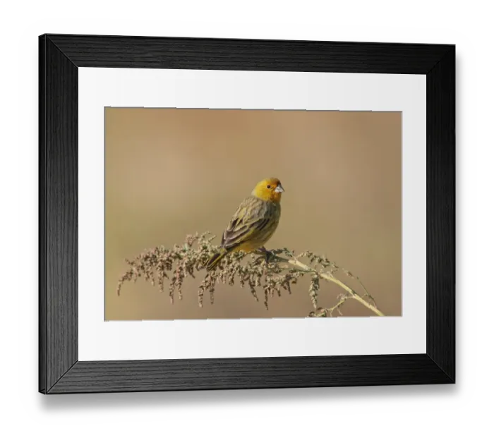 Framed Print : Saffron Finch (Sicalis flaveola) adult male, perched on stem, Vicente Lopez, Buenos Aires Province, Argentina, may