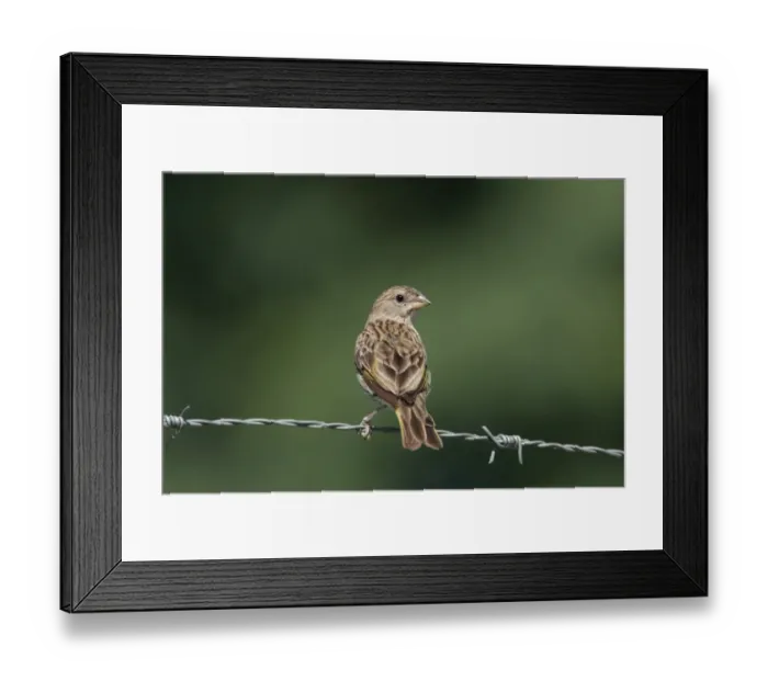 Framed Print : Saffron Finch (Sicalis flaveola) adult female, perched on barbed wire fence, Costanera Sur Nature Reserve, Buenos Aires Province, Argentina, february