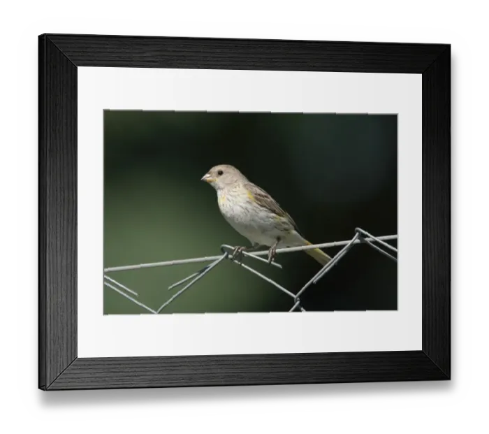 Framed Print : Saffron Finch (Sicalis flaveola) juvenile male, perched on wire fence, Costanera Sur Nature Reserve, Buenos Aires Province, Argentina, february Framed Print : Saffron Finch (Sicalis flaveola) juvenile male, perched on wire fence, Costanera Sur Nature Reserve, Buenos Aires Province, Argentina, february