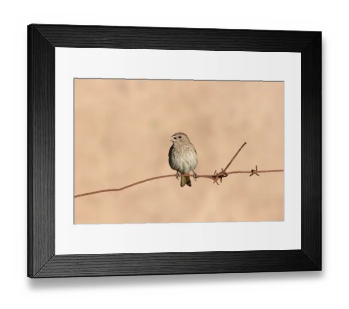 Framed Print : Saffron Finch (Sicalis flaveola) immature male, singing, perched on rusty barbed wire fence, Colonia Carlos Pellegrini, Corrientes, Argentina, november Framed Print : Saffron Finch (Sicalis flaveola) immature male, singing, perched on rusty barbed wire fence, Colonia Carlos Pellegrini, Corrientes, Argentina, november