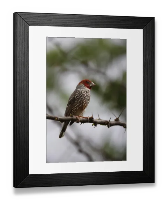 Framed Print : Red-headed Finch (Amadina erythrocephala) adult, perched on twig, Pilanesberg N. P. North West Province, South Africa Framed Print : Red-headed Finch (Amadina erythrocephala) adult, perched on twig, Pilanesberg N. P. North West Province, South Africa