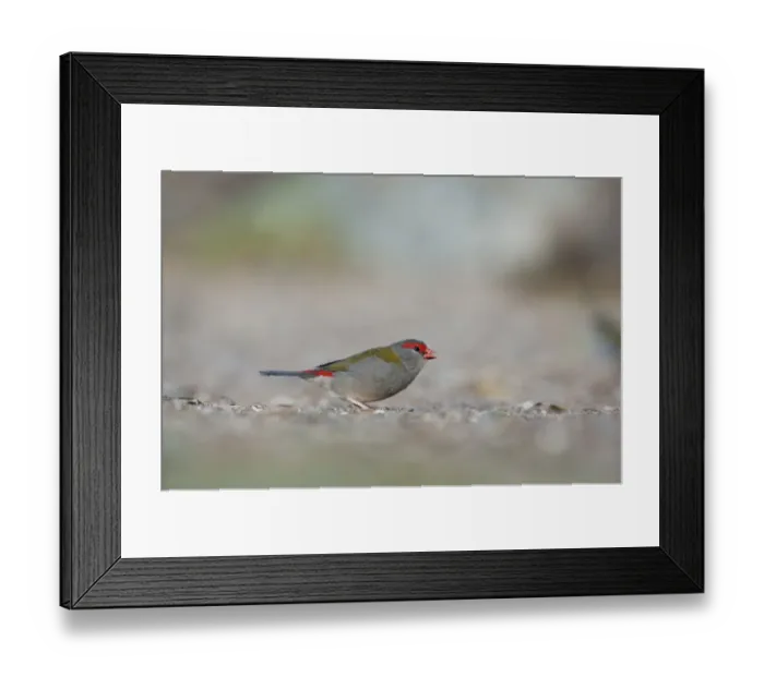 Framed Print : Red-browed Finch (Neochmia temporalis) adult, feeding on ground, Lamington N. P. Queensland, Australia Framed Print : Red-browed Finch (Neochmia temporalis) adult, feeding on ground, Lamington N. P. Queensland, Australia