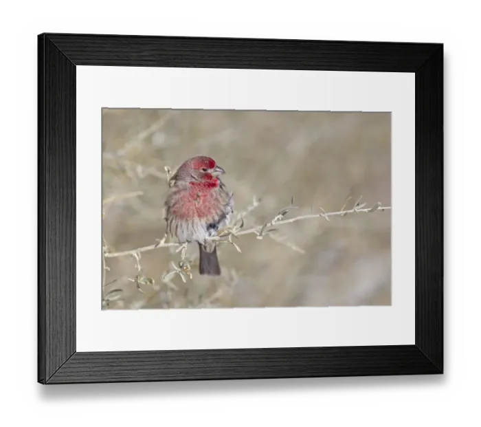 Framed Print : House Finch (Carpodacus mexicanus) adult male, perched on stem, Bosque del Apache National Wildlife Refuge, New Mexico, U. S. A. december Framed Print : House Finch (Carpodacus mexicanus) adult male, perched on stem, Bosque del Apache National Wildlife Refuge, New Mexico, U. S. A. december