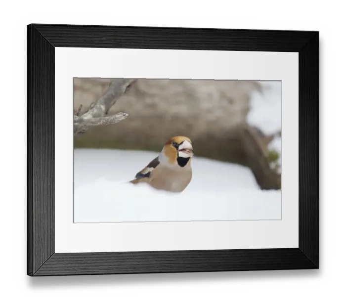 Framed Print : Hawfinch (Coccothraustes coccothraustes) adult male, feeding, standing on snow covered ground, Bulgaria, january Framed Print : Hawfinch (Coccothraustes coccothraustes) adult male, feeding, standing on snow covered ground, Bulgaria, january