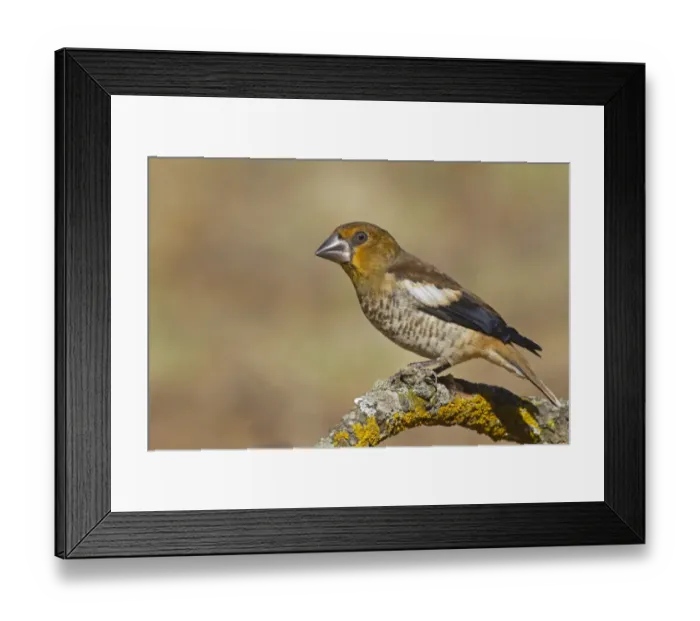Framed Print : Hawfinch (Coccothraustes coccothraustes) juvenile, perched on twig, Northern Spain, july Framed Print : Hawfinch (Coccothraustes coccothraustes) juvenile, perched on twig, Northern Spain, july