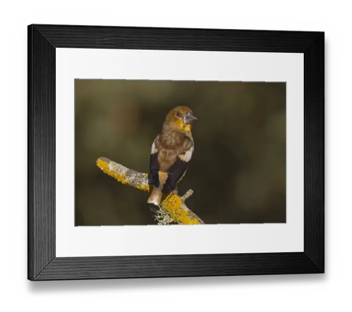 Framed Print : Hawfinch (Coccothraustes coccothraustes) juvenile, perched on twig, Northern Spain, july Framed Print : Hawfinch (Coccothraustes coccothraustes) juvenile, perched on twig, Northern Spain, july
