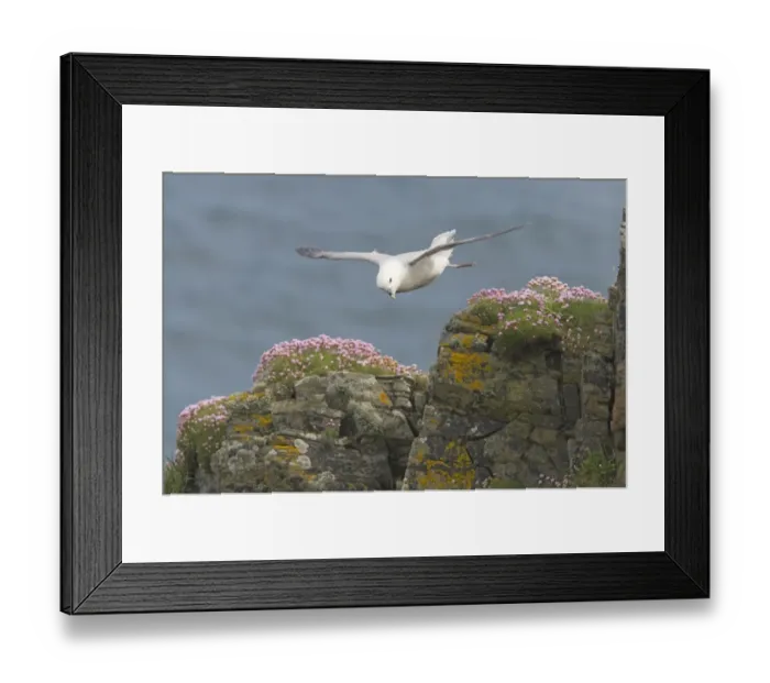 Framed Print : Northern Fulmar (Fulmaris glacialis) adult, in flight over clifftop, Sumburgh Head, Shetland Islands, Scotland Framed Print : Northern Fulmar (Fulmaris glacialis) adult, in flight over clifftop, Sumburgh Head, Shetland Islands, Scotland