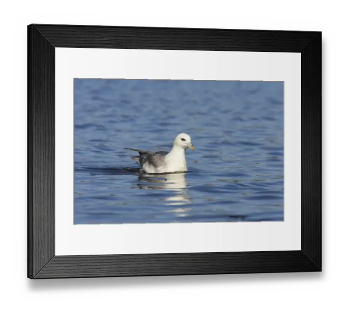Framed Print : Northern Fulmar (Fulmaris glacialis) adult, swimming at sea, Fetlar RSPB Reserve, Shetland Islands, Scotland Framed Print : Northern Fulmar (Fulmaris glacialis) adult, swimming at sea, Fetlar RSPB Reserve, Shetland Islands, Scotland