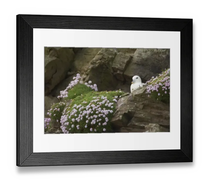 Framed Print : Northern Fulmar (Fulmaris glacialis) adult, sitting on nest, on thrift covered cliff ledge, Sumburgh Head, Shetland Islands, Scotland Framed Print : Northern Fulmar (Fulmaris glacialis) adult, sitting on nest, on thrift covered cliff ledge, Sumburgh Head, Shetland Islands, Scotland