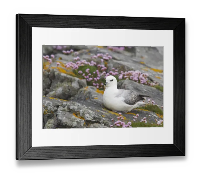 Framed Print : Northern Fulmar (Fulmaris glacialis) adult, sitting on thrift covered clifftop, Mousa Island, Shetland Islands, Scotland Framed Print : Northern Fulmar (Fulmaris glacialis) adult, sitting on thrift covered clifftop, Mousa Island, Shetland Islands, Scotland
