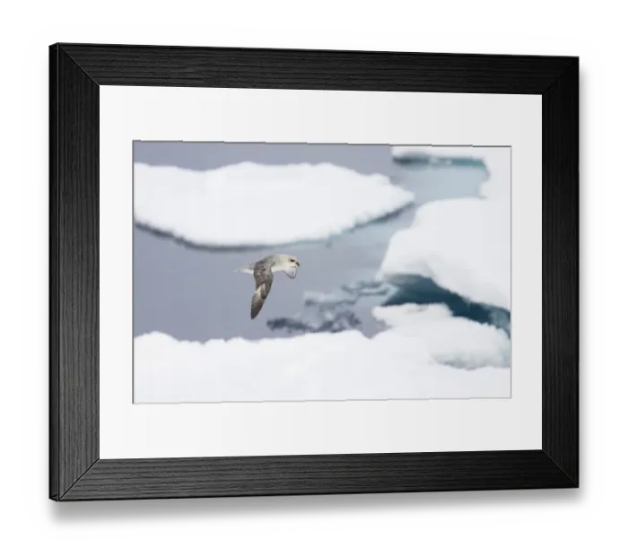 Framed Print : Northern Fulmar (Fulmaris glacialis) dark form, adult, in flight over sea ice, Spitsbergen, Svalbard Framed Print : Northern Fulmar (Fulmaris glacialis) dark form, adult, in flight over sea ice, Spitsbergen, Svalbard