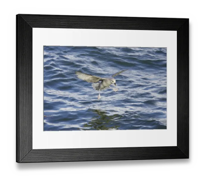 Framed Print : Northern Fulmar (Fulmaris glacialis) dark form, adult, in flight, landing on sea, Spitsbergen, Svalbard