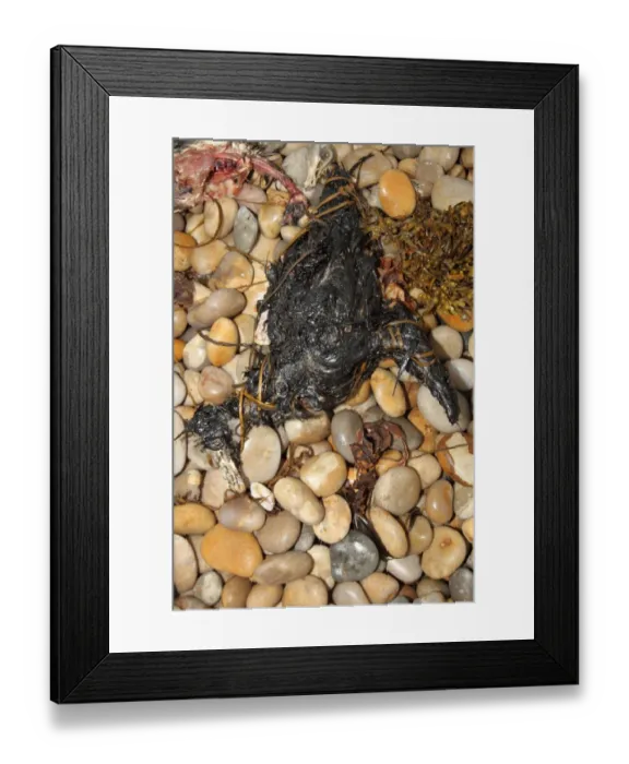 Framed Print : Northern Fulmar (Fulmaris glacialis) dead, oiled carcass washed up on shingle beach, Chesil Beach, Dorset, England, july Framed Print : Northern Fulmar (Fulmaris glacialis) dead, oiled carcass washed up on shingle beach, Chesil Beach, Dorset, England, july