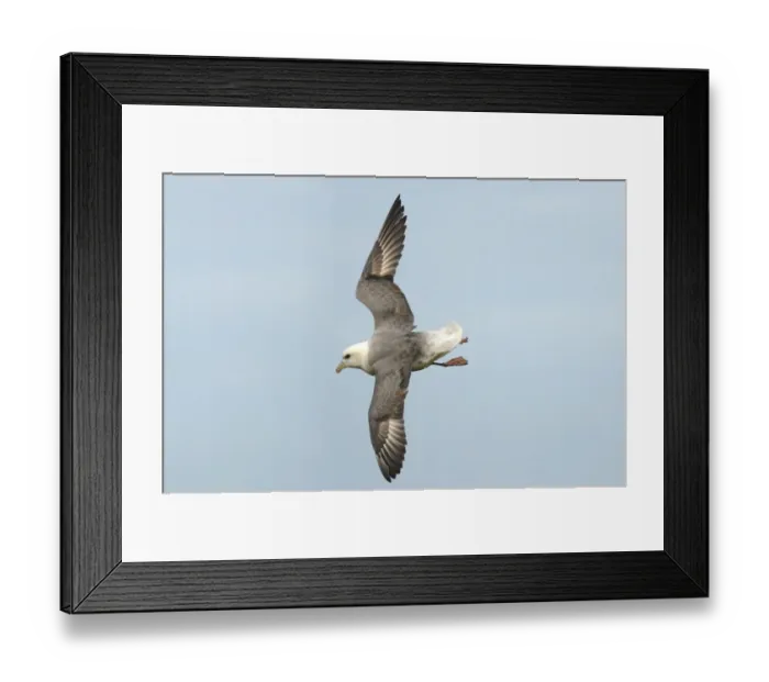 Framed Print : Northern Fulmar (Fulmaris glacialis) adult, in flight, soaring over coastal cliffs, Skomer Island, Pembrokeshire, Wales, may Framed Print : Northern Fulmar (Fulmaris glacialis) adult, in flight, soaring over coastal cliffs, Skomer Island, Pembrokeshire, Wales, may