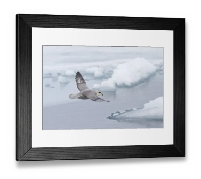 Framed Print : Northern Fulmar (Fulmaris glacialis) dark form, adult, in flight over sea ice, Spitzbergen, Svalbard, july