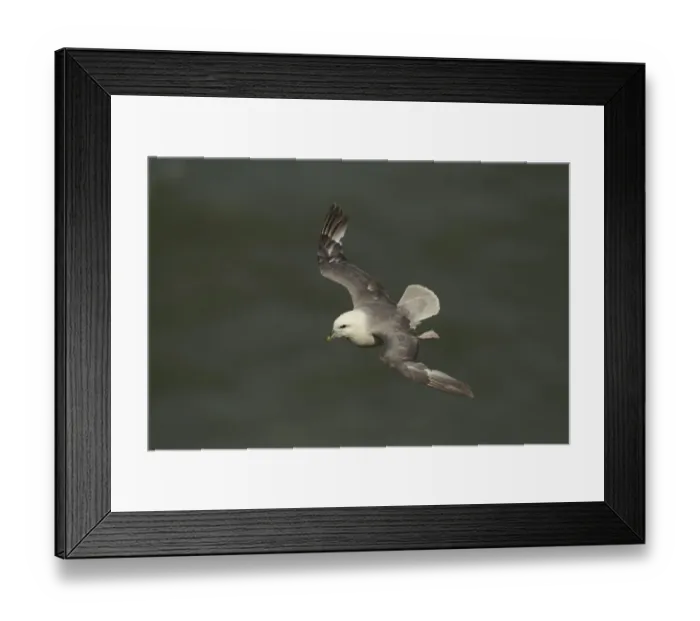 Framed Print : Northern Fulmar (Fulmaris glacialis) adult, in flight, Bempton Cliffs RSPB Reserve, East Yorkshire, England, july Framed Print : Northern Fulmar (Fulmaris glacialis) adult, in flight, Bempton Cliffs RSPB Reserve, East Yorkshire, England, july
