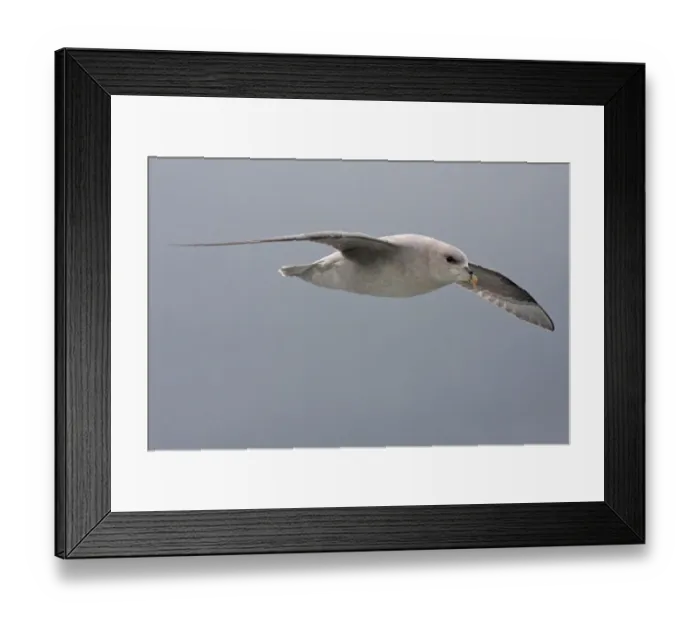 Framed Print : Northern Fulmar (Fulmaris glacialis) dark phase, adult, in flight at sea, near Bear Island, Svalbard, june