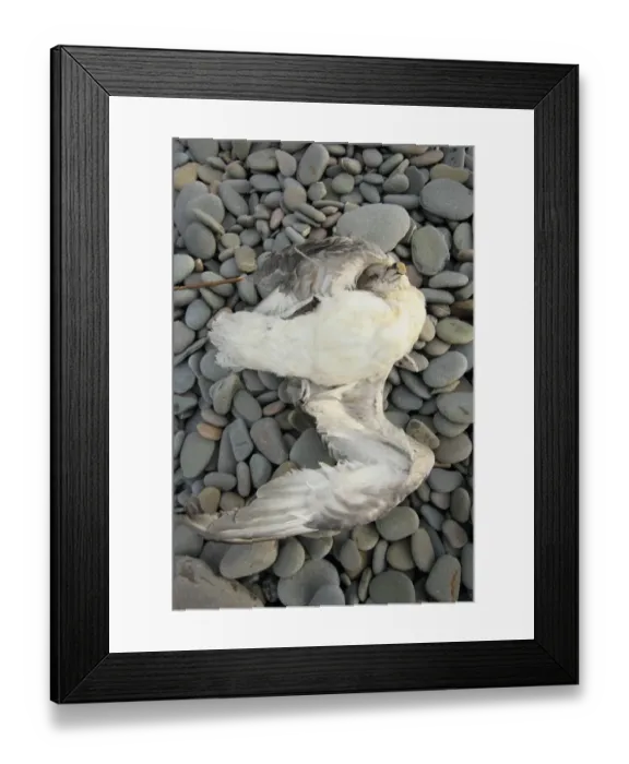 Framed Print : Northern Fulmar (Fulmaris glacialis) dead adult, washed up on pebble beach, Bude, Cornwall, England, january