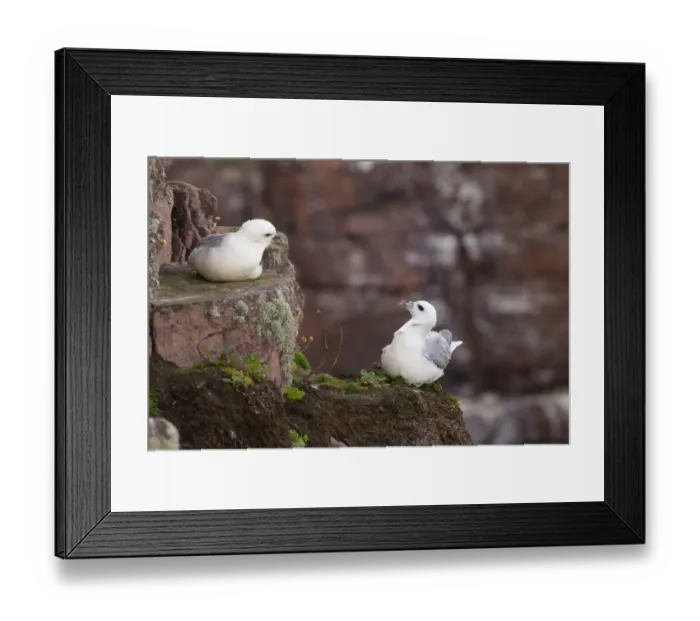 Framed Print : Northern Fulmar (Fulmaris glacialis) two adults, interacting on cliff, Handa Island, Sutherland, Highlands, Scotland, july Framed Print : Northern Fulmar (Fulmaris glacialis) two adults, interacting on cliff, Handa Island, Sutherland, Highlands, Scotland, july