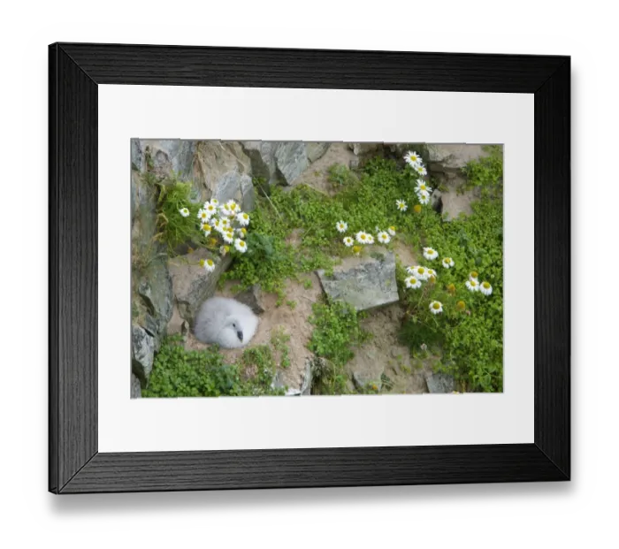Framed Print : Northern Fulmar (Fulmaris glacialis) chick, sitting at nest on cliff, Durness, Sutherland, Highlands, Scotland, july Framed Print : Northern Fulmar (Fulmaris glacialis) chick, sitting at nest on cliff, Durness, Sutherland, Highlands, Scotland, july