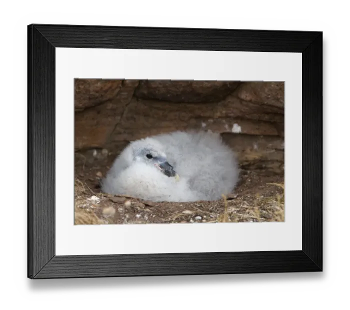 Framed Print : Northern Fulmar (Fulmaris glacialis) chick, sitting in nest on cliff, Handa Island, Sutherland, Highlands, Scotland, july Framed Print : Northern Fulmar (Fulmaris glacialis) chick, sitting in nest on cliff, Handa Island, Sutherland, Highlands, Scotland, july